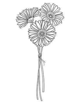Bouquet of outline three Gerbera or Gerber flower in black isolated on white background.