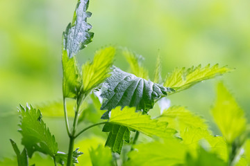 stinging nettle cloose up, Urtica dioica