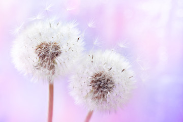 Pastel background of two beautiful dandelion flowers with flying feathers. Spring or summer nature scene.