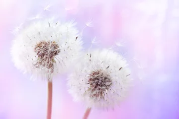 Türaufkleber Pusteblume Pastellhintergrund von zwei schönen Löwenzahnblumen mit fliegenden Federn. Frühlings- oder Sommernaturszene.