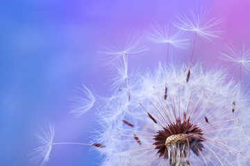 Beautiful dandelion flower with flying feathers on colorful background. Macro shot of nature scene.