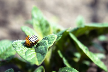 Close-up of the Colorado potato beetle on young leaves of potato