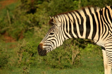 Profile of a Plains Zebra, formerly known as Burchell's Zebra.