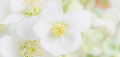 Fototapeta na wymiar Weiße Blumen in Pastell