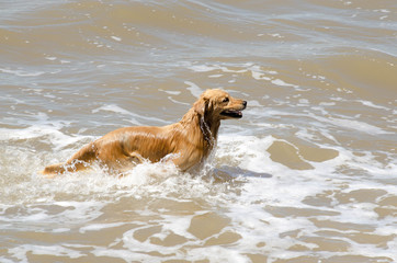 dog playing in the sea