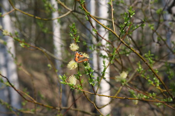bee on flower