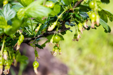 Small berries of green agrus on a branch. Selective focus.