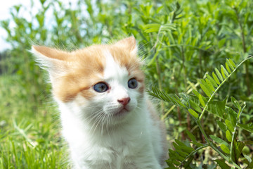 A little red kitten with blue eyes plays in the grass. Close-up.
