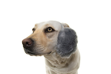 WINTERLABRADOR DOG SCARED OF FIREWORKS, THUNDERSTORMS, LOUD NOISES. WEARING FLUFFY EARMUFFS. ISOLTED SHOT AGAINST WHITE BACKGROUND.