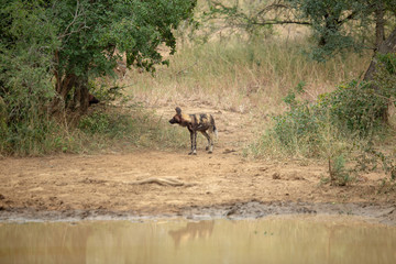 Fototapeta premium Pack of critically endangered African Wild Dog also known was the cape hunting dog or painted dog