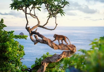 Fototapeten Affe auf dem Baum. Tiere in freier Wildbahn. Landschaft während des Sonnenuntergangs. Kelingking-Strand, Nusa Penida, Bali, Indonesien. Reisen - Bild © biletskiyevgeniy.com