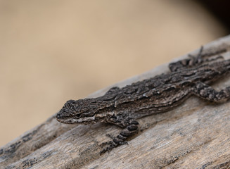 Desert Lizard