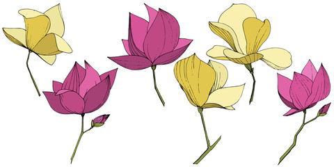 Vector Magnolia foral botanical flowers. Purple and yellow engraved ink art. Isolated magnolia illustration element.