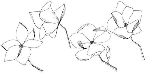 Vector Magnolia foral botanical flowers. Black and white engraved ink art. Isolated magnolia illustration element.