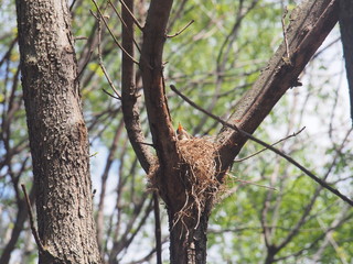 Blackbird sitting in a nest on the tree. Hatching a clutch of eggs.