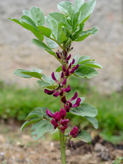 Red flower broad bean plant in garden. With ants so probably some aphids.....