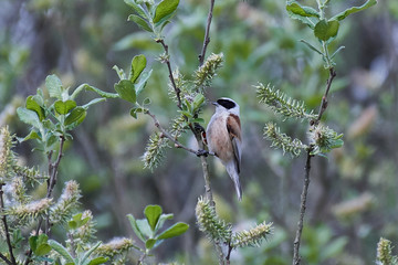 Eurasian penduline tit (Remiz pendulinus)