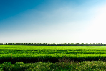field of green grass and blue sky