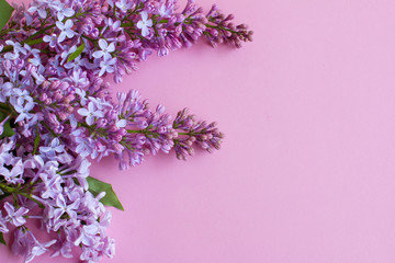 Lilac on pink background. Lilac flowers.