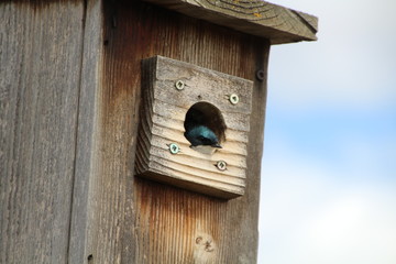 Tree Swallow Looking Out Of The Birdhouse, Pylypow Wetlands, Edmonton, Alberta