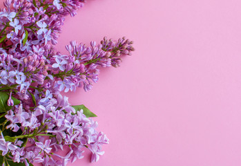 Lilac on pink background. Lilac flowers.