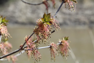 Spring On The Trees, Gold Bar Park, Edmonton, Alberta