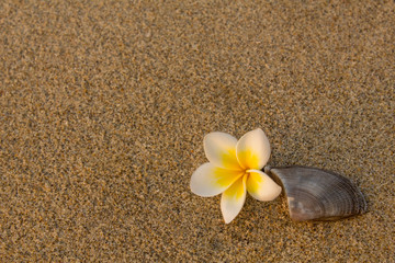 Fototapeta na wymiar bright white frangipani plumeria flower and a brown gray shell lie on the blurry yellow sand. natural surface texture