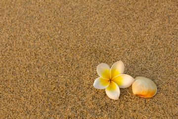 Fototapeta na wymiar bright white frangipani flower plumeria and a beige shell on a blurred yellow sand. natural surface texture