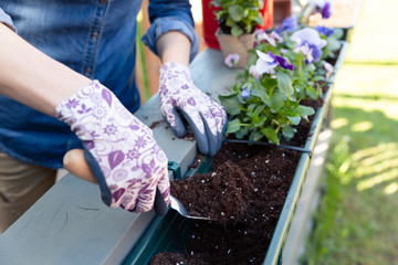 Gardeners hands planting flowers in pot with dirt or soil in container on terrace balcony garden. Gardening concept - obrazy, fototapety, plakaty