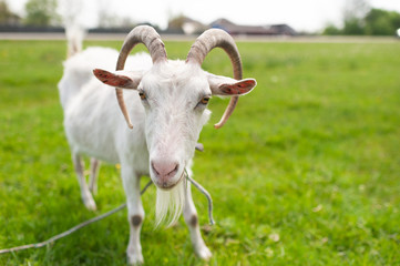 Naklejka na ściany i meble Close-up portrait of white adult goat grassing with horns on green summer meadow field at village countryside