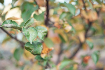Pastel yellow green leaves background 