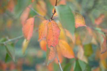 Pastel yellow green leaves background 