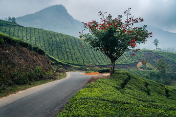 munnar tea plantation at sunset kerala india green