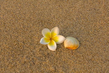 Fototapeta na wymiar bright white frangipani plumeria flower and beige shell lie on the blurred yellow sand. natural surface texture