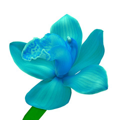 cyan blue orchid flower isolated white background with clipping path. Flower bud on a green stem. Nature.