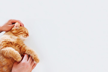 Happy cute ginger cat lying on white background. Man strokes smiling pet. Top view, flat lay, place for text.