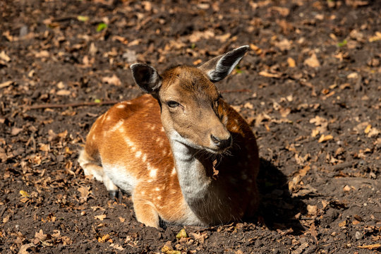 Portrait of relaxing female adult fallow deer (dama dama) in the forest