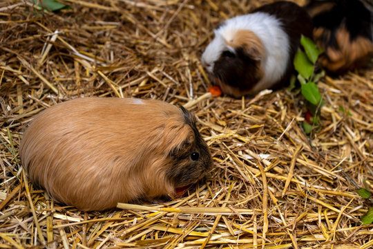 Close-up of pair domestic guinea pigs (Cavia porcellus) cavies on the straw