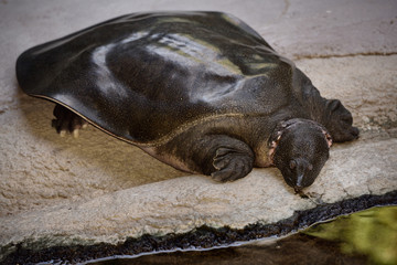 Captive Nile Softshell Turtle lounging by a pond