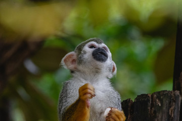 Squirrel monkey