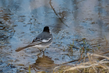 White wagtail bird (Motacilla alba) in water.