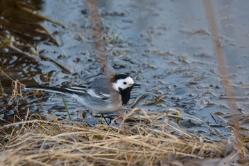 White wagtail bird (Motacilla alba) in water.