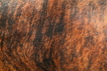 Close up of the brindle red and black hide of a Nguni cow, native cattle to southern Africa.