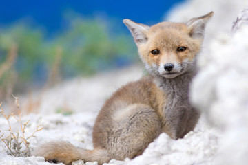 Obraz premium Cute baby Fox. Nature Background. Fox nest.