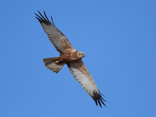 Fototapeta premium Western marsh harrier (Circus aeruginosus)