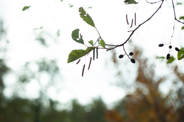 Monocolor plant on white space background 