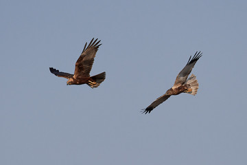 Western marsh harrier (Circus aeruginosus)