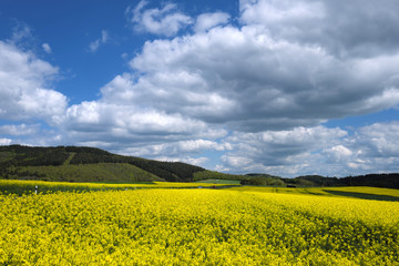 Eifellandschaft und blauer Himmel und weiße Wolken und blühendes Rapsfeld - Stockfoto