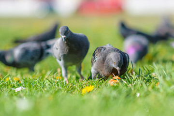 Pigeons are sitting on the green grass in summer.