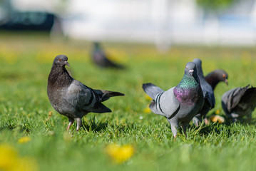 Pigeons are sitting on the green grass in summer.